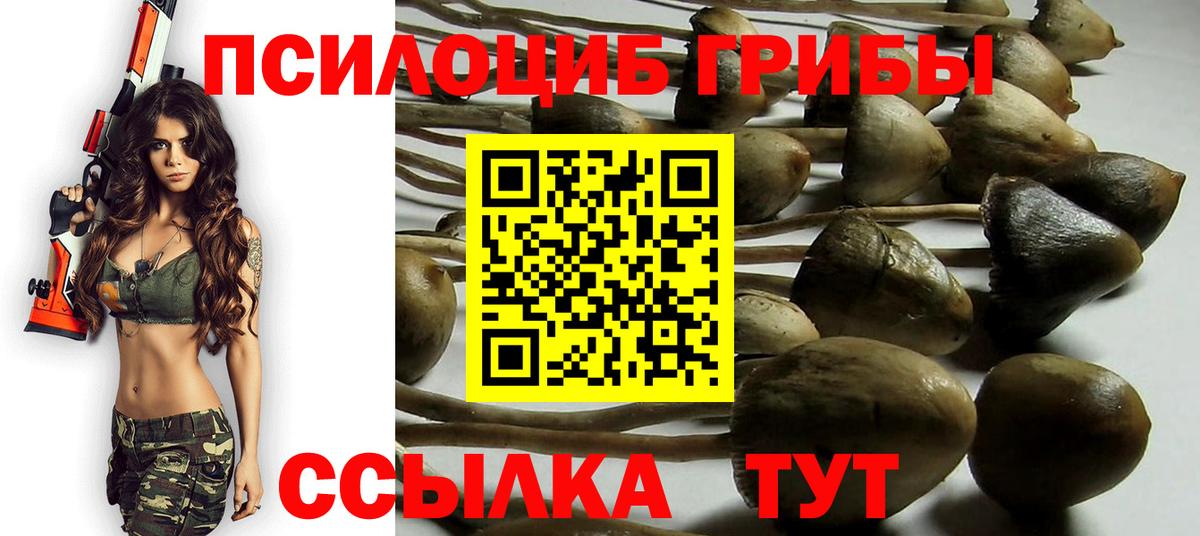 Галлюциногенные грибы Psilocybine cubensis Нововоронеж